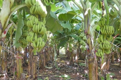 TCVN 13381-5:2023 về giống chuối